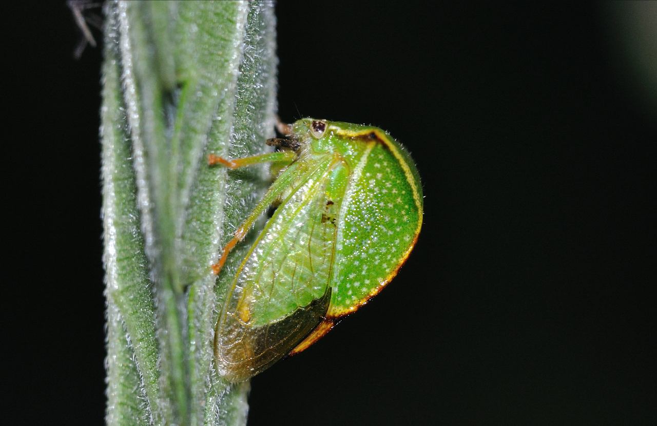 Stictocephala bisolnia